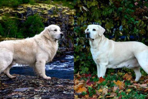 Retriever i labrador - jak odróżnić?